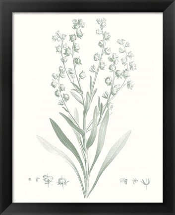 Framed Botanical Study in Sage I Print