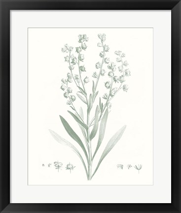 Framed Botanical Study in Sage I Print