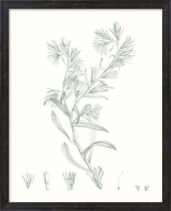 Framed Botanical Study in Sage II Print