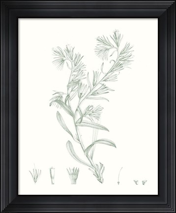Framed Botanical Study in Sage II Print