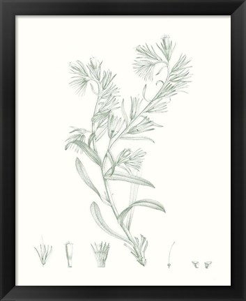 Framed Botanical Study in Sage II Print