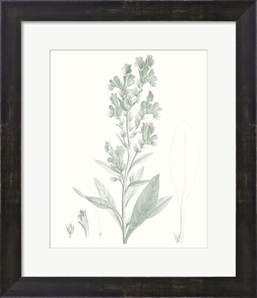 Framed Botanical Study in Sage III Print