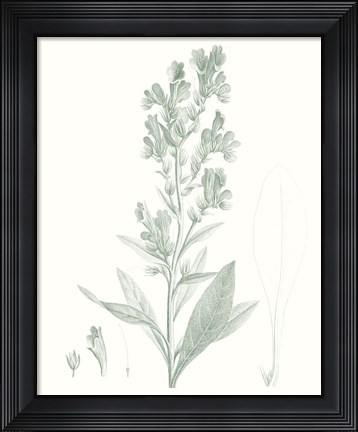 Framed Botanical Study in Sage III Print