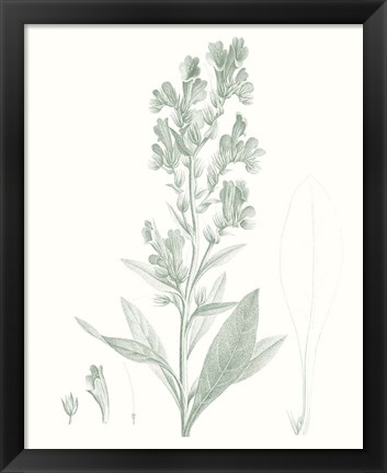 Framed Botanical Study in Sage III Print