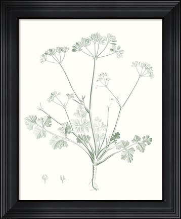 Framed Botanical Study in Sage IV Print