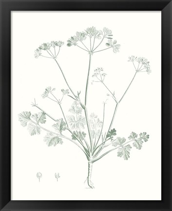 Framed Botanical Study in Sage IV Print