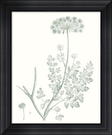 Framed Botanical Study in Sage V Print