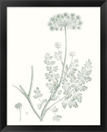 Framed Botanical Study in Sage V Print