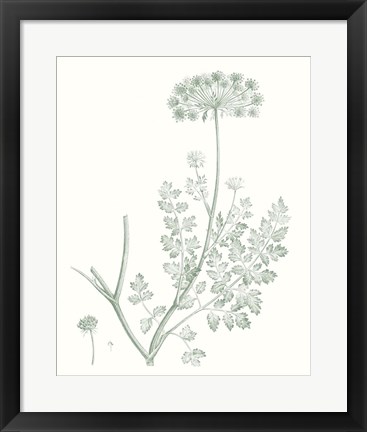 Framed Botanical Study in Sage V Print