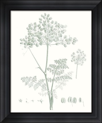 Framed Botanical Study in Sage VI Print