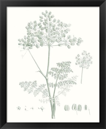 Framed Botanical Study in Sage VI Print