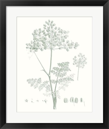 Framed Botanical Study in Sage VI Print