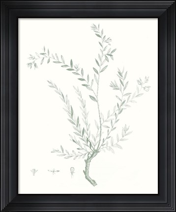 Framed Botanical Study in Sage VII Print