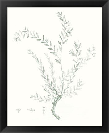 Framed Botanical Study in Sage VII Print