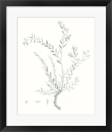 Framed Botanical Study in Sage VII Print