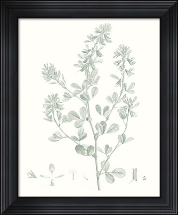 Framed Botanical Study in Sage VIII Print