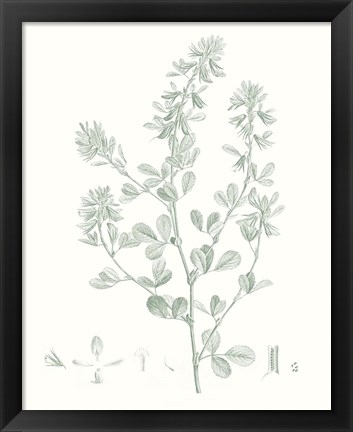 Framed Botanical Study in Sage VIII Print