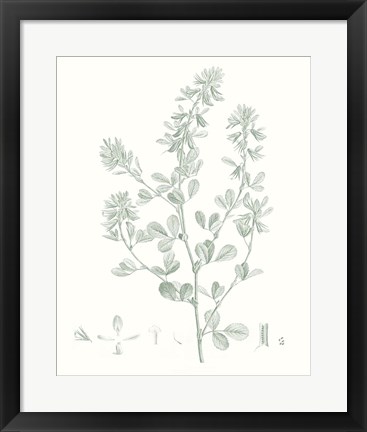 Framed Botanical Study in Sage VIII Print