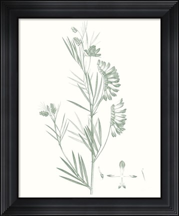 Framed Botanical Study in Sage IX Print
