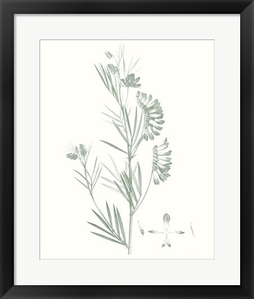 Framed Botanical Study in Sage IX Print