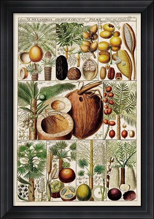 Framed Palm Tree Chart Print