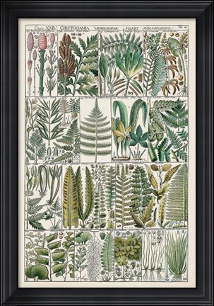 Framed Fern Chart Print