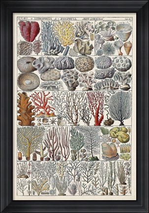 Framed Coral Chart Print