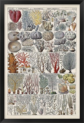 Framed Coral Chart Print