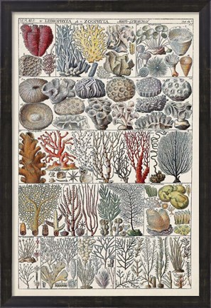 Framed Coral Chart Print