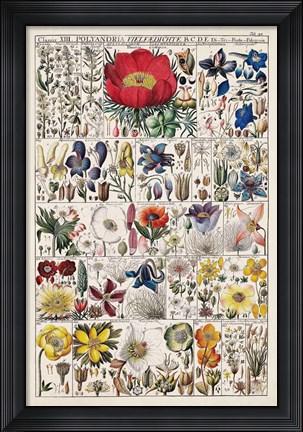 Framed Floral Chart Print