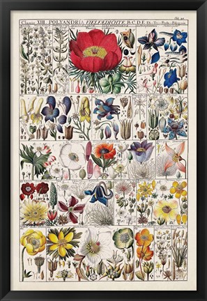 Framed Floral Chart Print