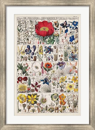 Framed Floral Chart Print