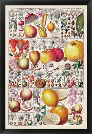 Framed Fruit Chart Print