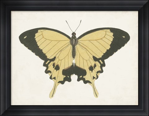 Framed Beautiful Butterfly I Print