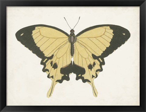 Framed Beautiful Butterfly I Print