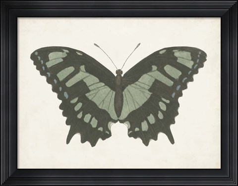 Framed Beautiful Butterfly II Print