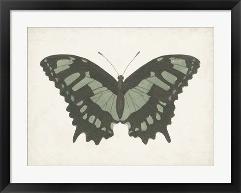 Framed Beautiful Butterfly II Print