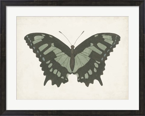 Framed Beautiful Butterfly II Print
