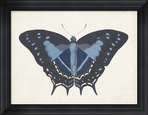 Framed Beautiful Butterfly III Print