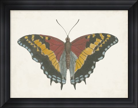 Framed Beautiful Butterfly IV Print