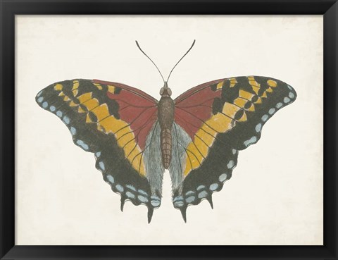 Framed Beautiful Butterfly IV Print