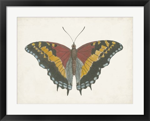 Framed Beautiful Butterfly IV Print