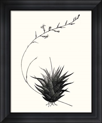 Framed Graphic Succulents I Print