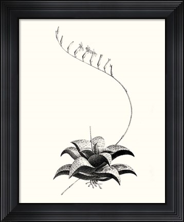 Framed Graphic Succulents II Print
