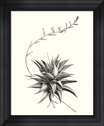 Framed Graphic Succulents III Print