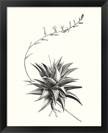 Framed Graphic Succulents III Print