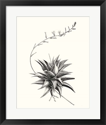 Framed Graphic Succulents III Print