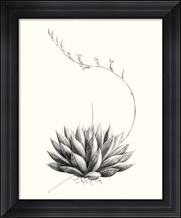 Framed Graphic Succulents IV Print