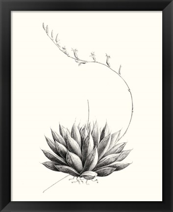 Framed Graphic Succulents IV Print