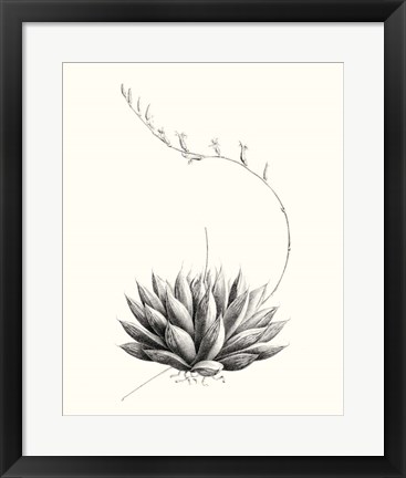 Framed Graphic Succulents IV Print